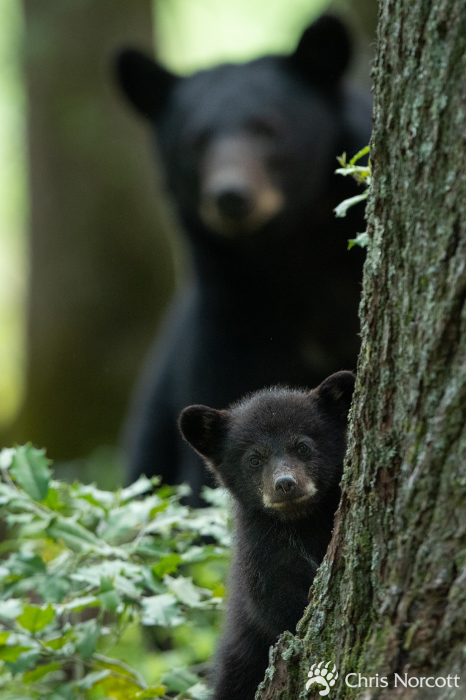 American Black Bear program - Explore Oak Ridge